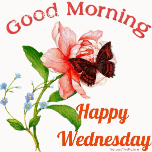 Good Morning Happy Wednesday GIF