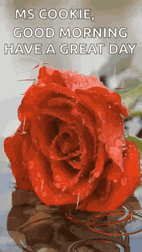 Good Morning Have A Great Day GIF