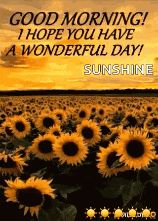 Good Morning Have A Wonderful Day GIF
