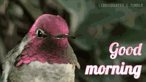 Good Morning Hummingbird GIF