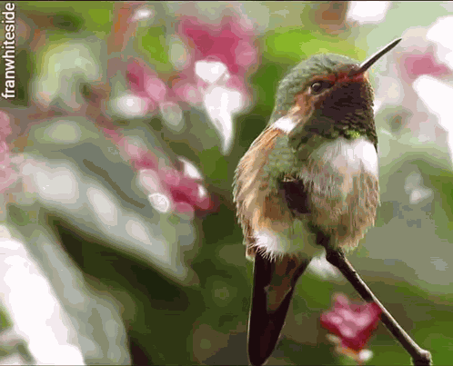 Good Morning Hummingbird At Rest GIF