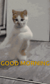 Good Morning Images GIF