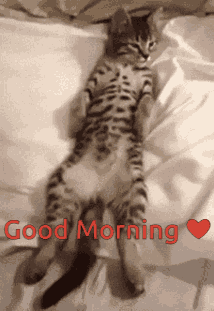 Good Morning GIF
