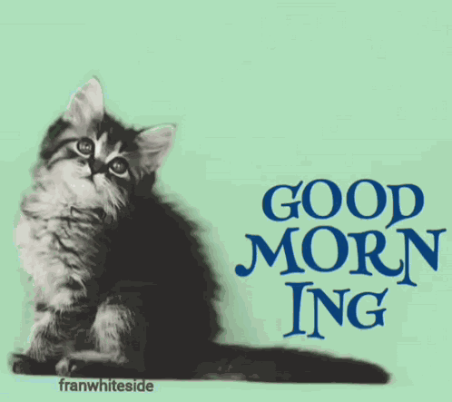 Good Morning Kitten With Bubbles GIF