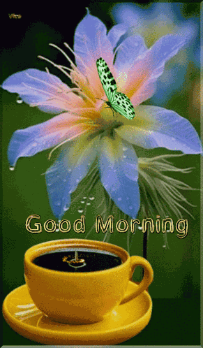 Good Morning GIF