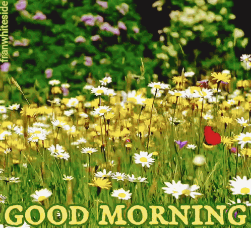 Good Morning Meadow Of Daisies GIF