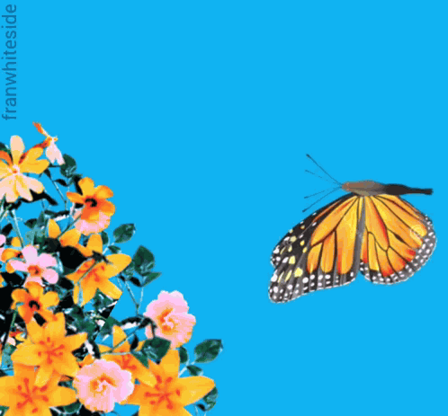 Good Morning Monarch Butterfly GIF