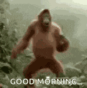 Good Morning Monkey GIF