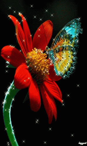 Good Morning GIF