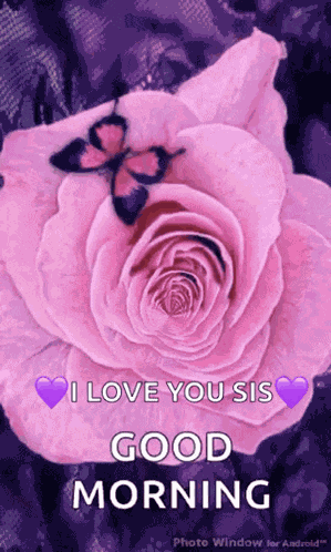 Good Morning Pink Rose GIF
