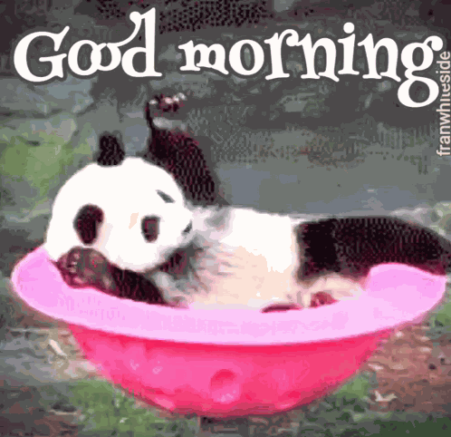 Good Morning Spinning Panda GIF