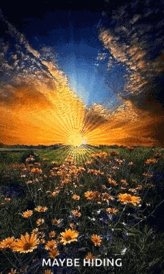 Good Morning Sun GIF