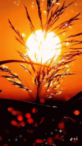 Good Morning Sunrise GIF