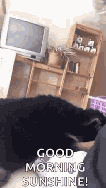 Good Morning Sunshine Dog GIF