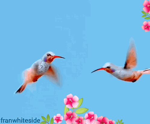 Good Morning Two Hummingbirds GIF