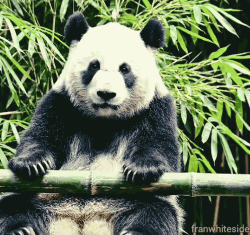 Good Morning Waving Panda GIF