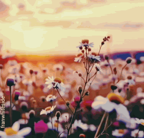 Good Morning Wildflowers GIF
