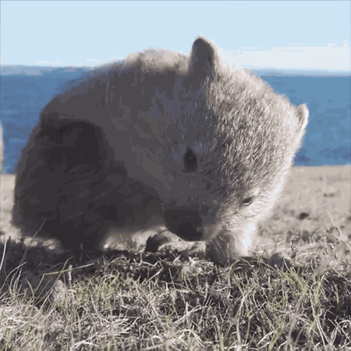 Good Morning Wombat GIF