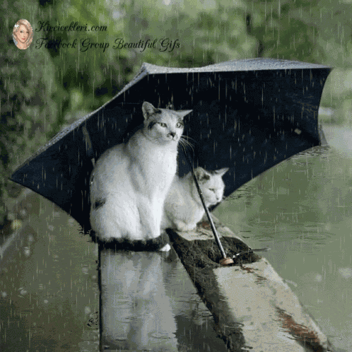 Good Morning GIF