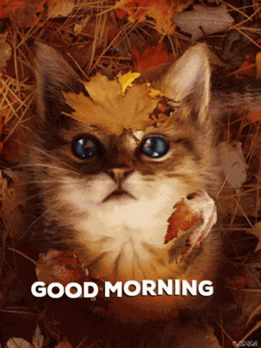 Good Morning Xxx GIF