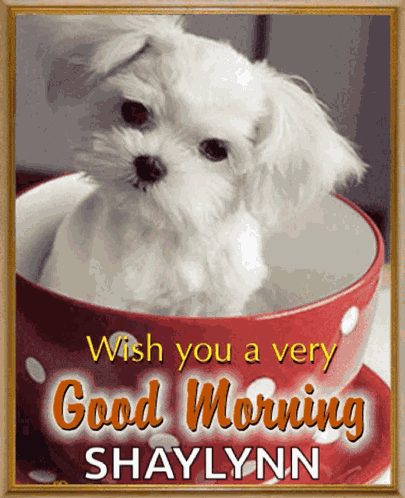 Good Morning GIF