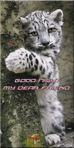 Good Night GIF