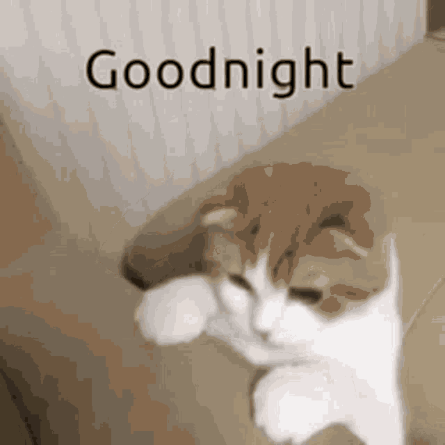 Good Night GIF