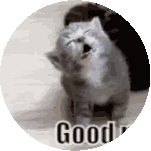 Good Night Cat Gif Sticker