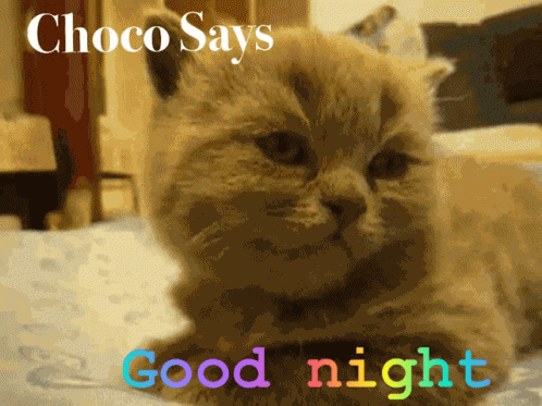 Good Night Choco Says GIF