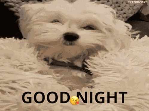 Good Night Cute GIF