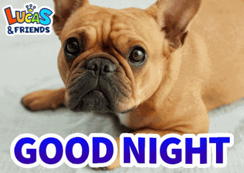 Good Night Good Night Dog GIF