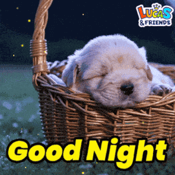 Good Night Goodnight GIF