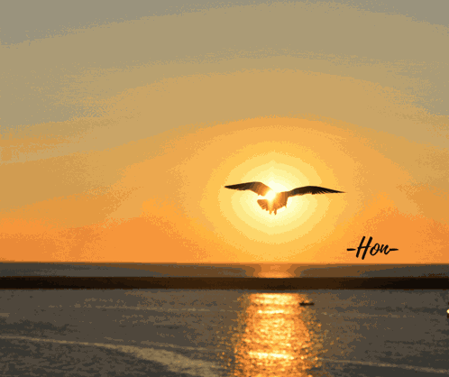 Good Night Honey Sunset GIF