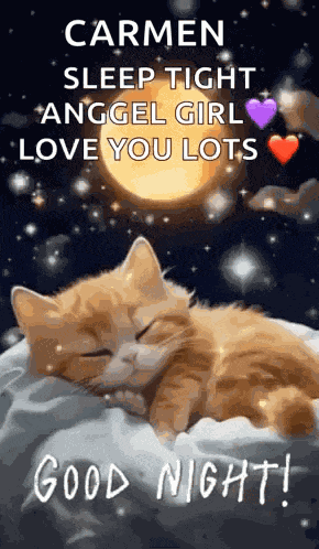 Good Night Images New 2023 Cute Cat GIF