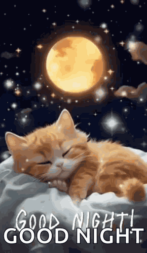 Good Night Images New 2023 Cute Cat GIF