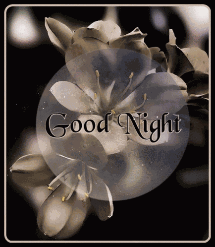 Good Night GIF