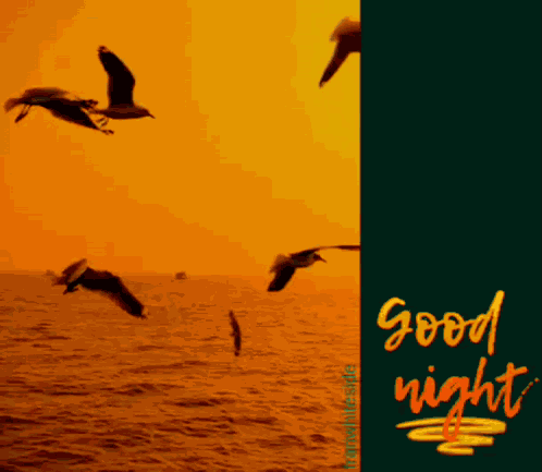 Good Night Seagulls GIF