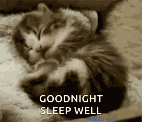 Goodnight Cat GIF