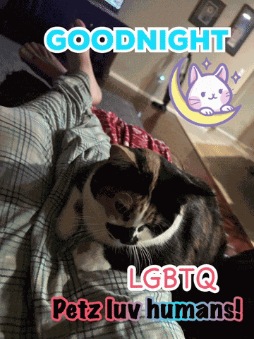 Goodnight Catz GIF