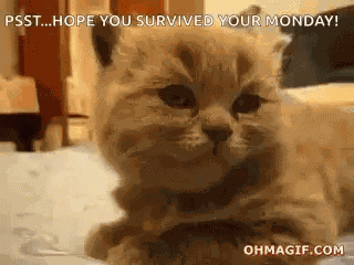 Goodnight Hope You Survived Your Monday GIF