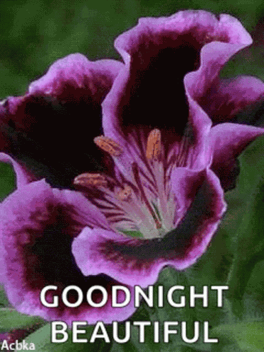 Goodnight Sparkles GIF