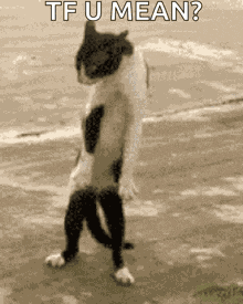 Goofy Ahhh Cat GIF