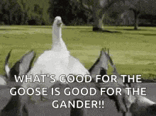 Goose Duck GIF