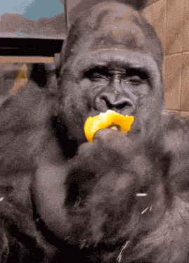Gorila Gorilla GIF