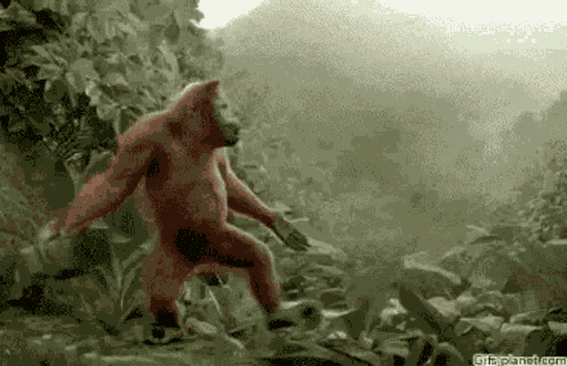 Gorilla Dance GIF