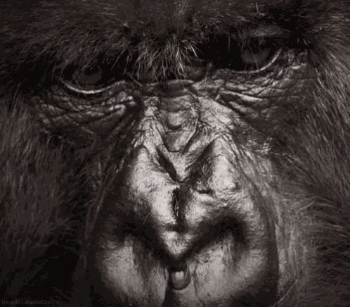 Gorilla From Http://Headlikeanorange.Tumblr.Com/ GIF