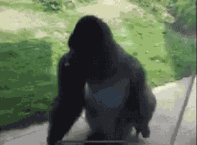 Gorilla Monke GIF