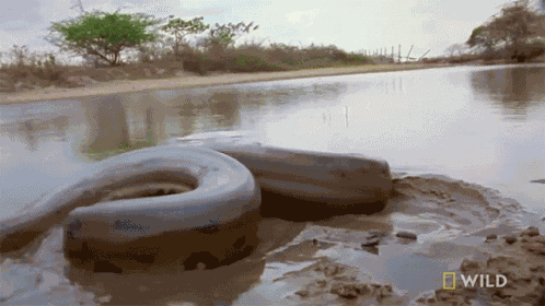 Got To Go Monster Snakes GIF
