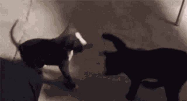 Gotcha Bitch Drunks GIF