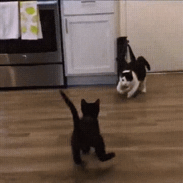 Gotcha Body Slam GIF